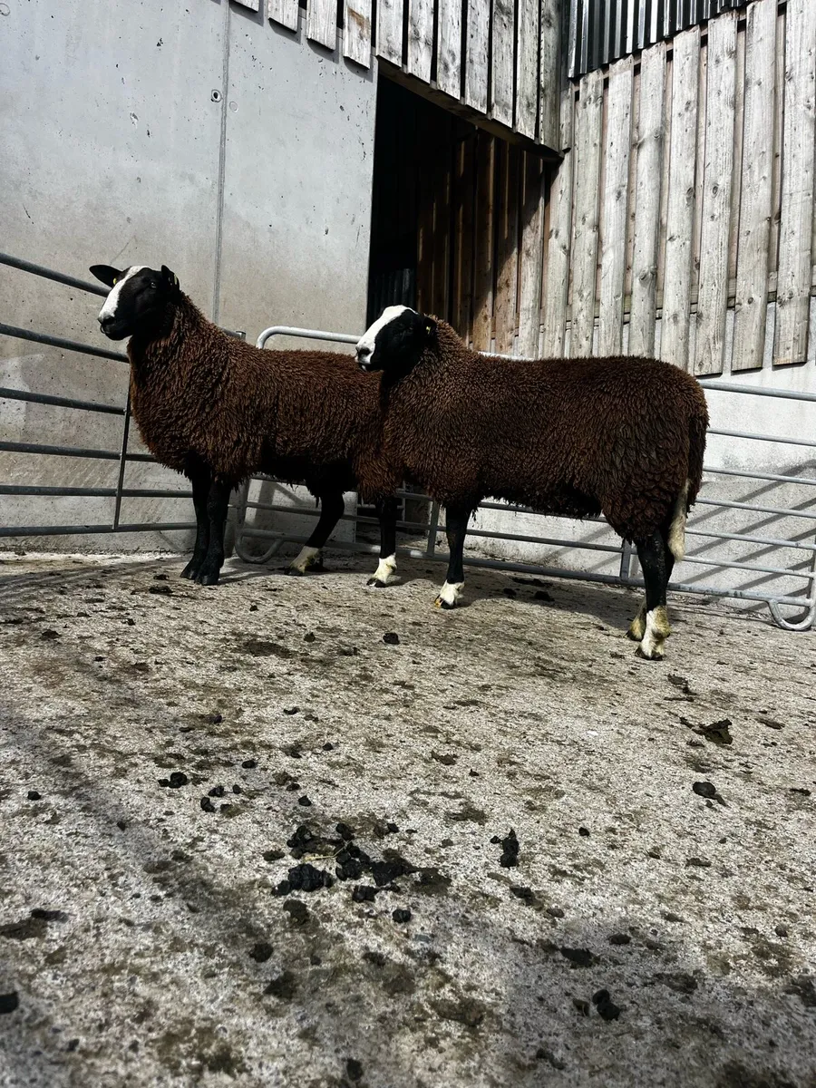 Pedigree Zwartble Ram Lambs - Image 2