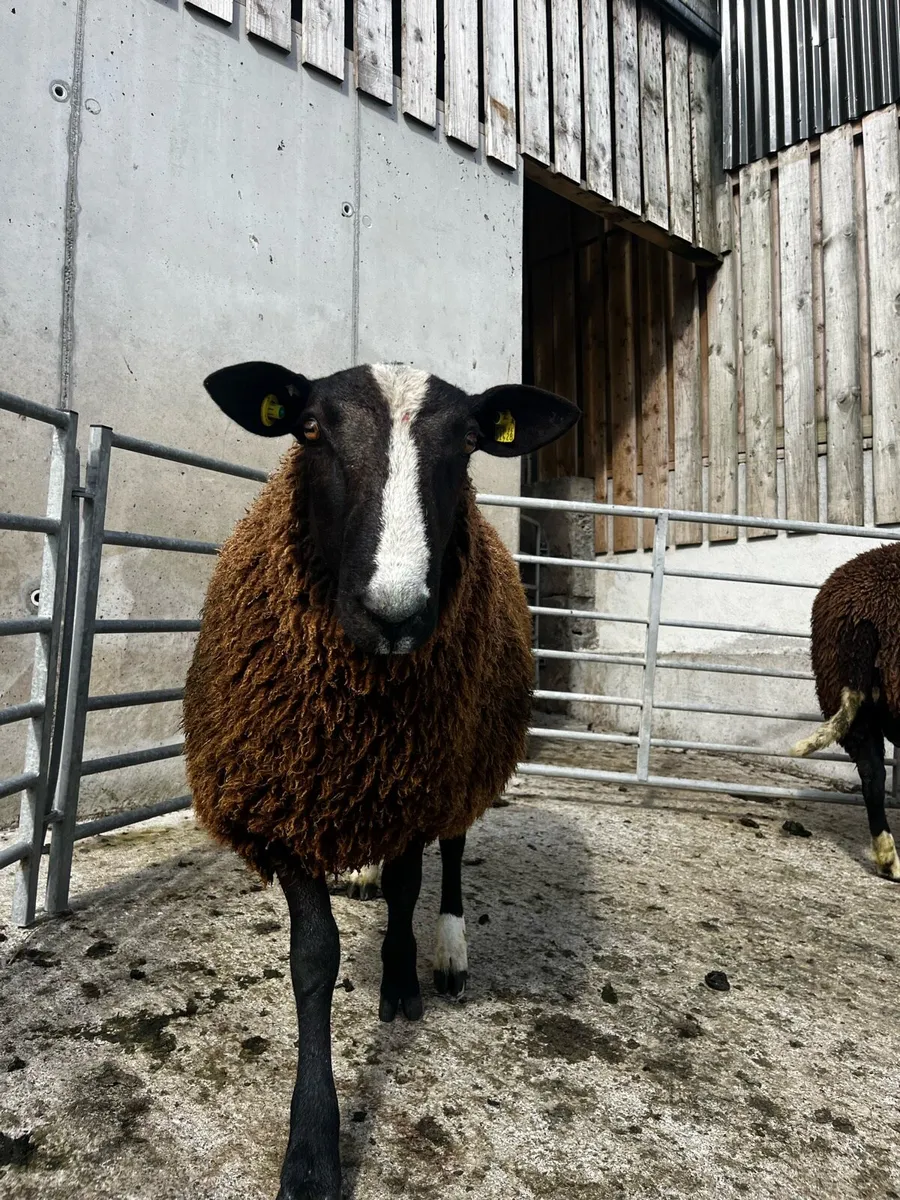 Pedigree Zwartble Ram Lambs - Image 3