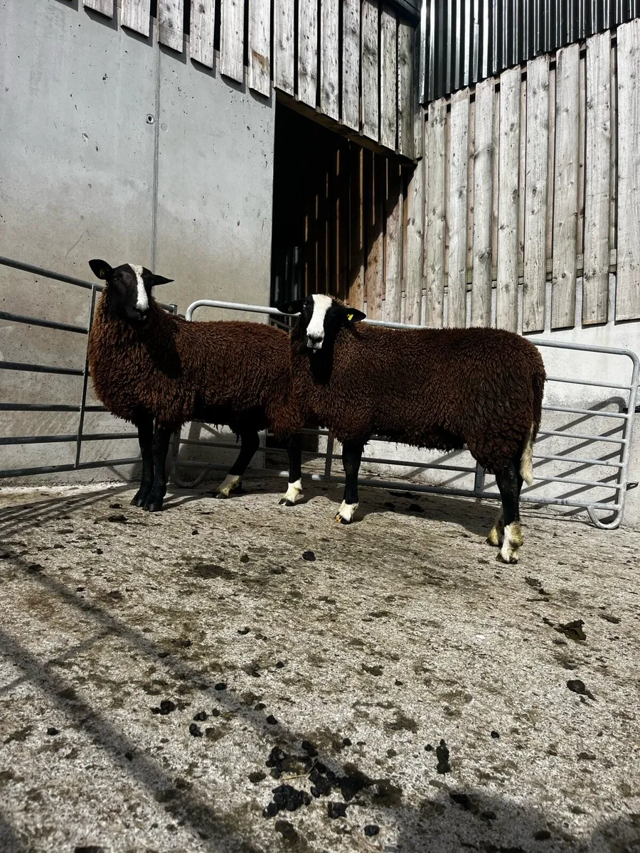 Pedigree Zwartble Ram Lambs - Image 4