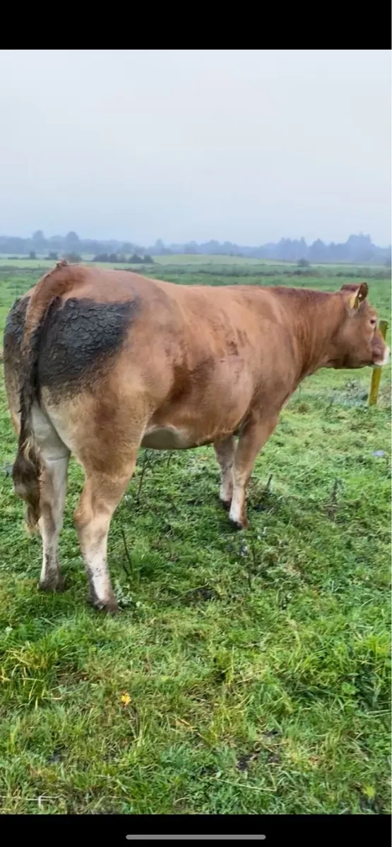 Limousin X In-Calf Heifer Ballymote 8th October - Image 3