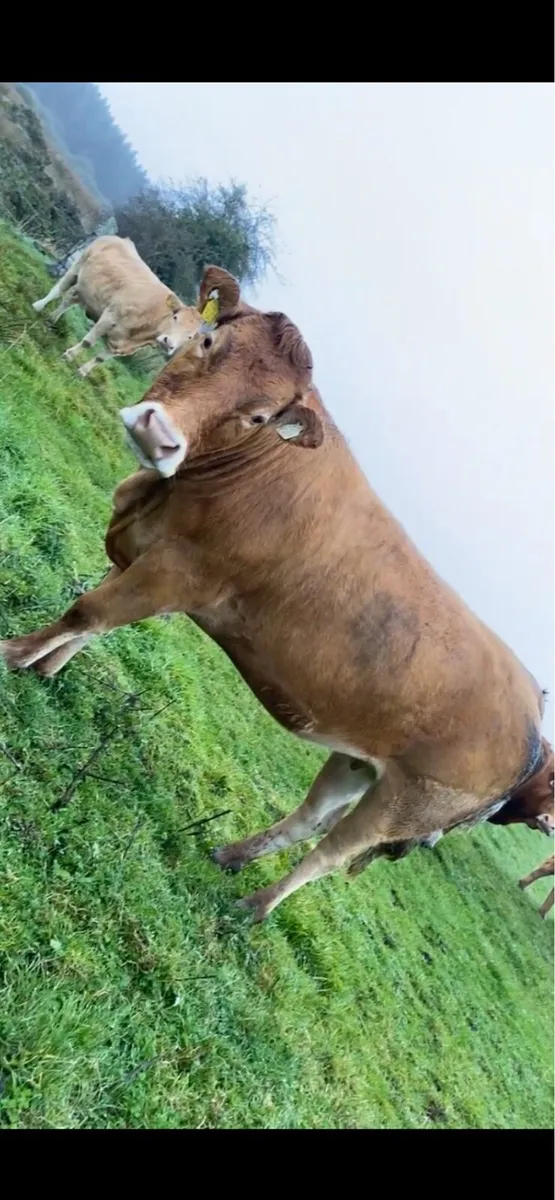 Limousin X In-Calf Heifer Ballymote 8th October - Image 4