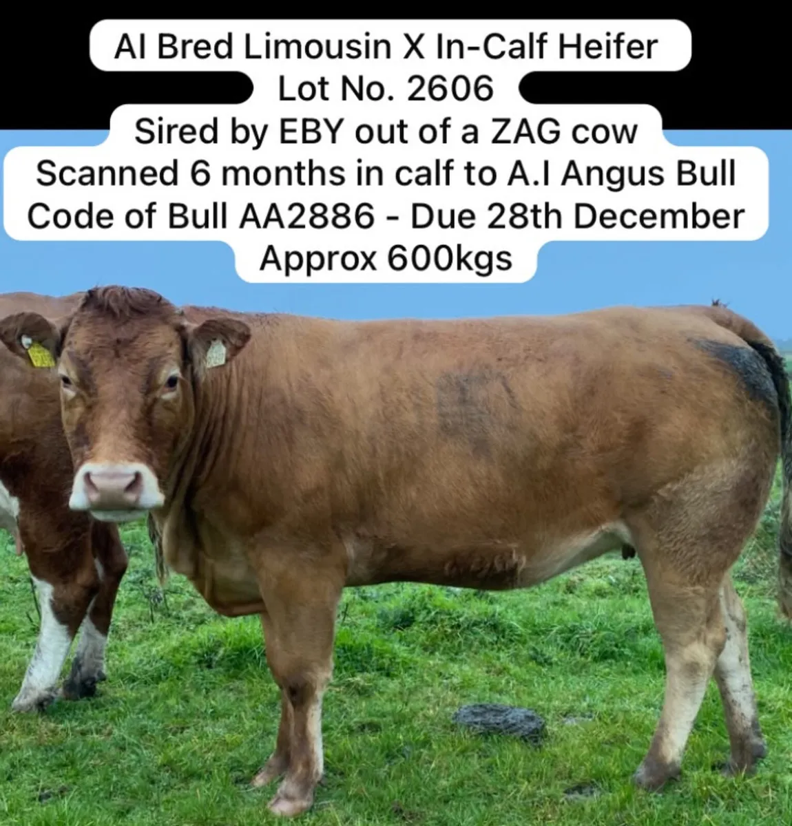 Limousin X In-Calf Heifer Ballymote 8th October - Image 1