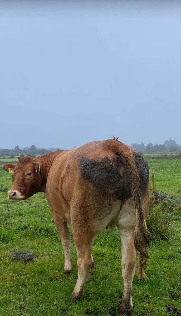 Limousin X In-Calf Heifer Ballymote 8th October - Image 2