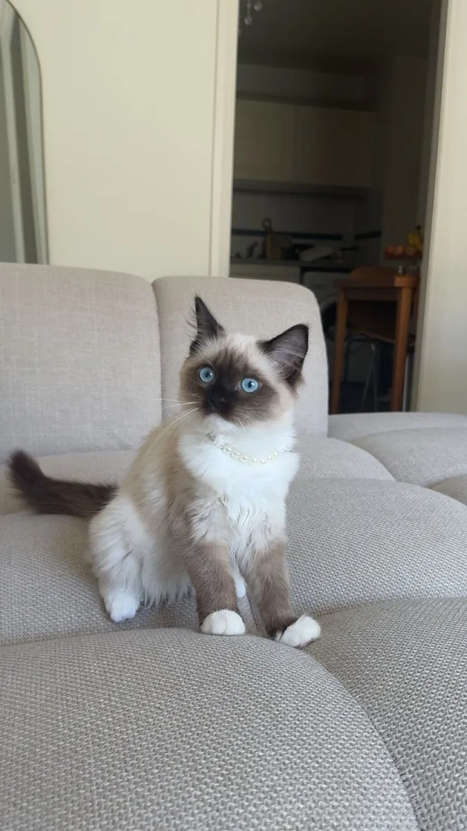 Ragudo Cat with blue cat - Image 3