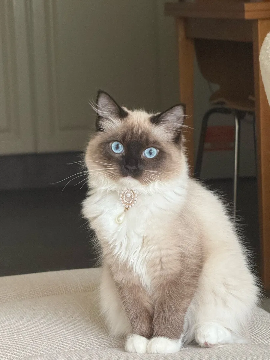 Ragudo Cat with blue cat - Image 2