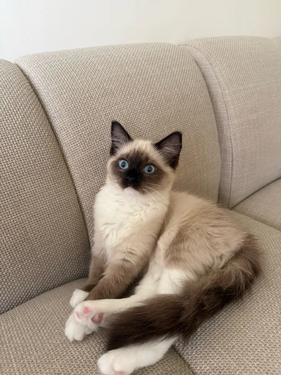 Ragudo Cat with blue cat - Image 4