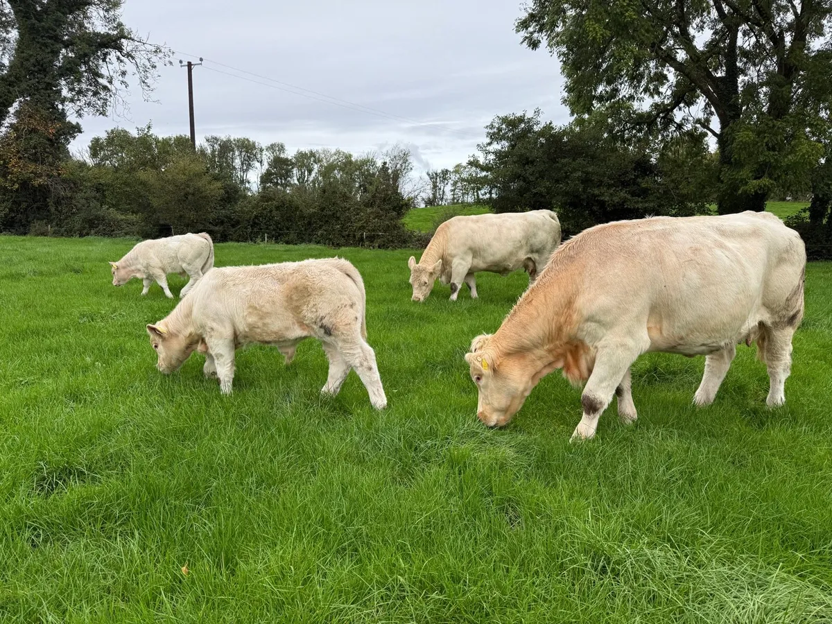 Charolais cows & Calves - Image 2