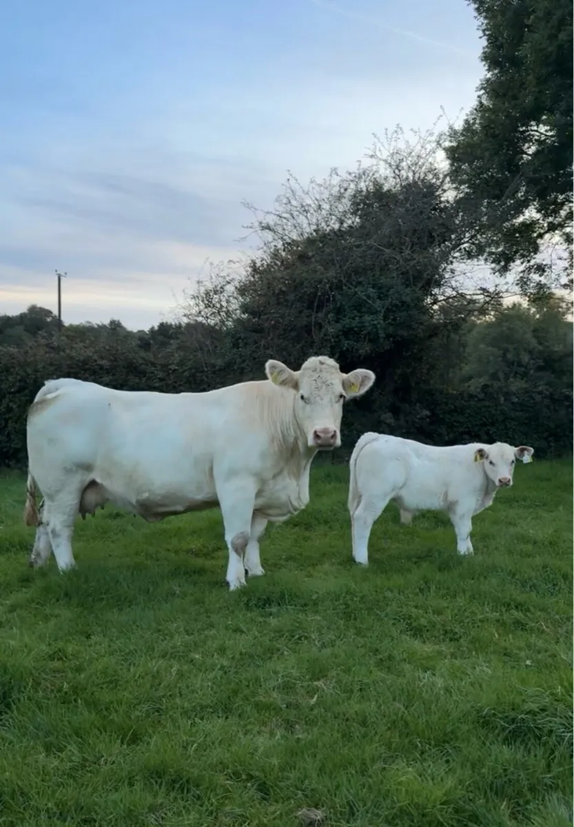 Charolais cows & Calves - Image 1