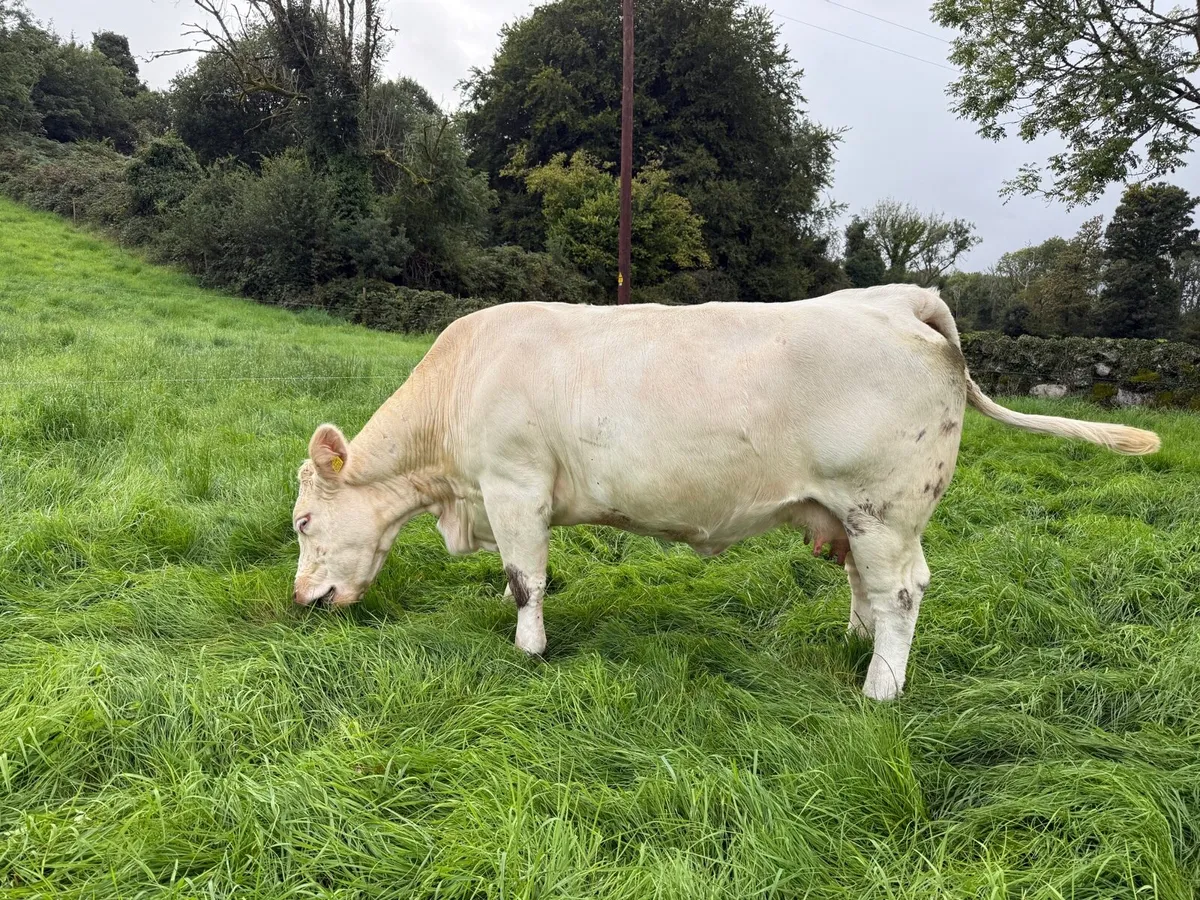 Charolais cows & Calves - Image 3