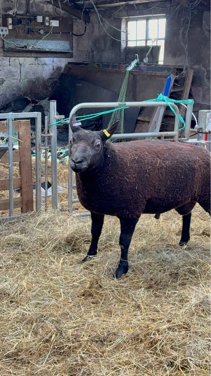 Blue Texel rams - Image 1