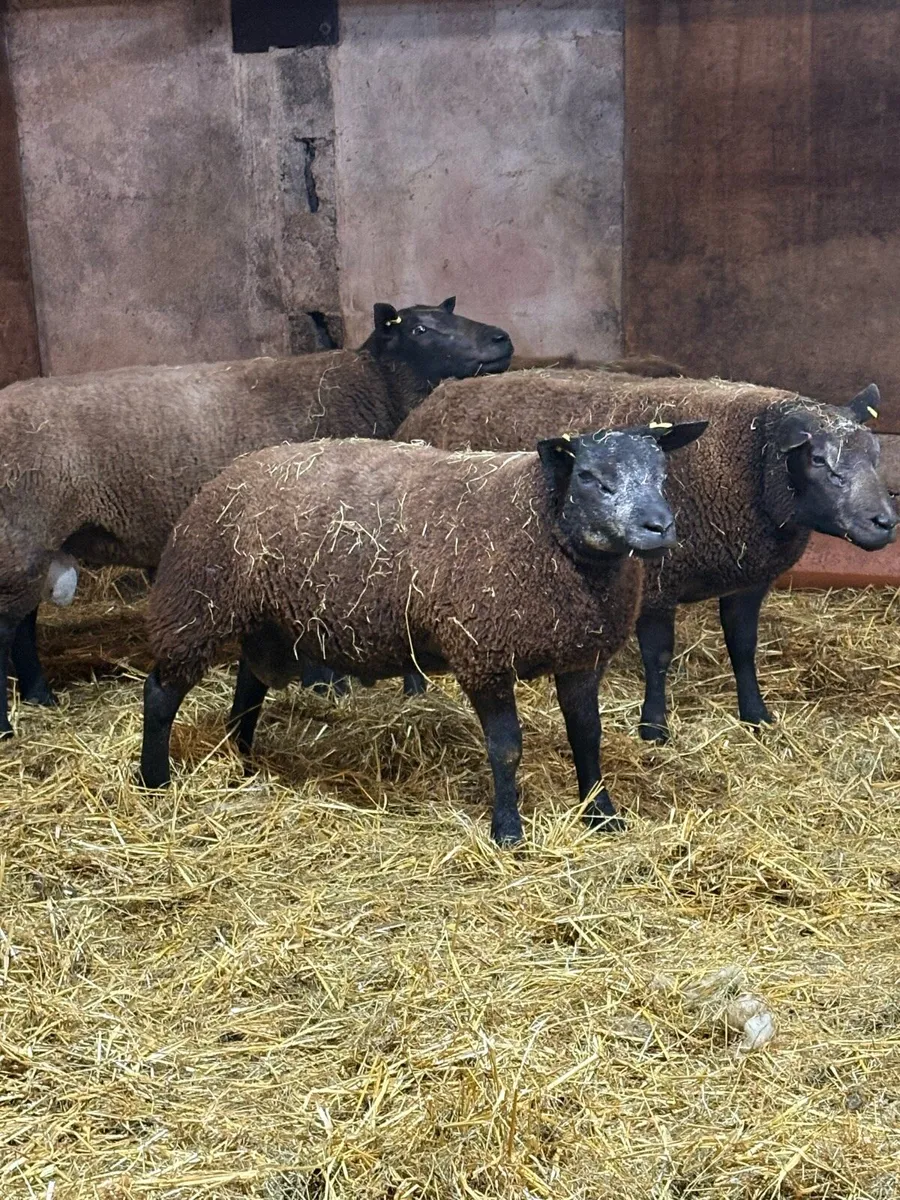 Blue Texel rams - Image 2