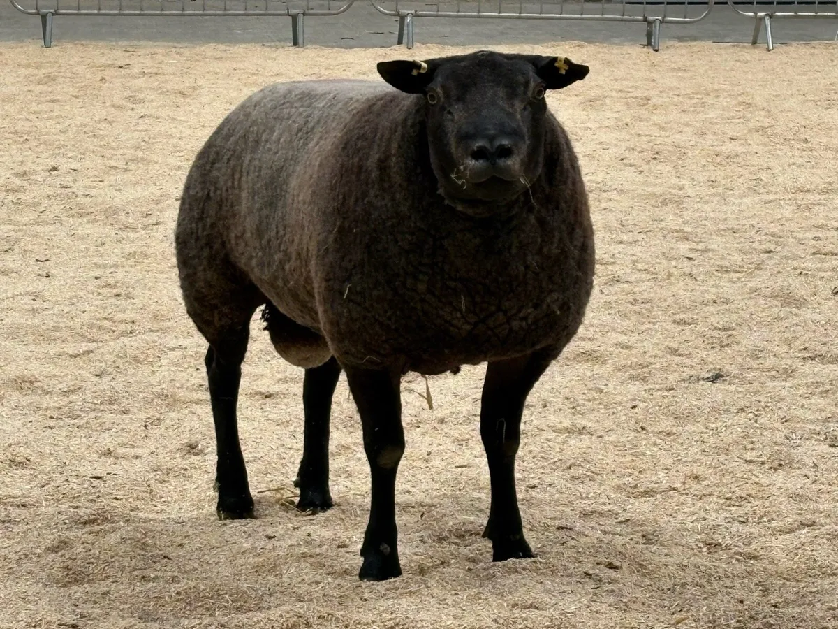 Blue Texel rams - Image 3