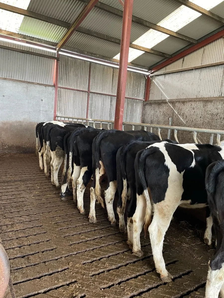 5 heifers not in calf. Scanned straight. Good Ebi