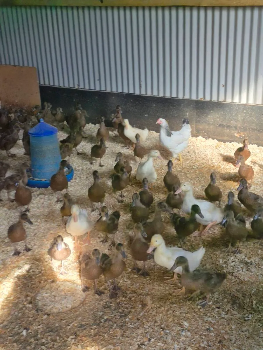 Laying Hens Ducks And Geese For Sale - Image 1
