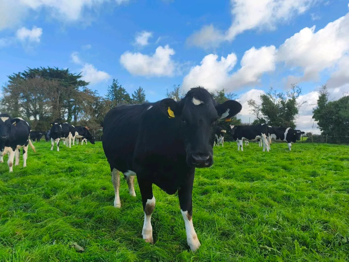 24 PED incalf Hefiers - Image 2