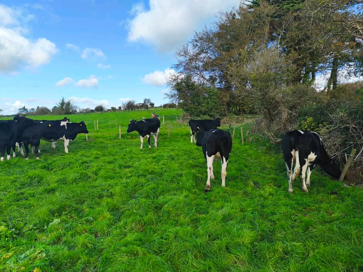 24 PED incalf Hefiers - Image 4