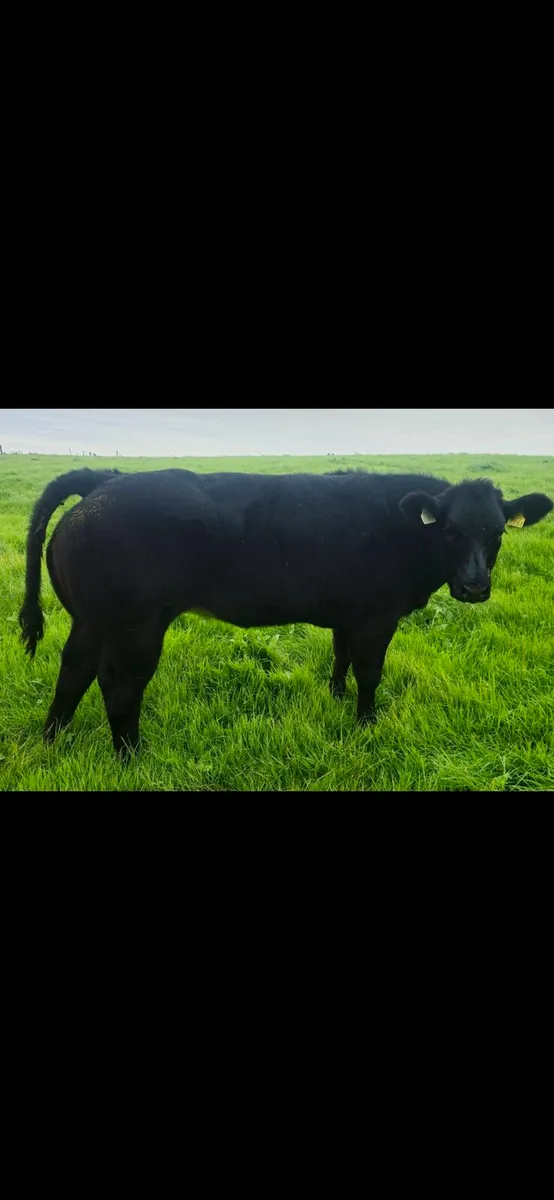 🔥Heifer for elite sale ballina 09/10/26🔥 - Image 2