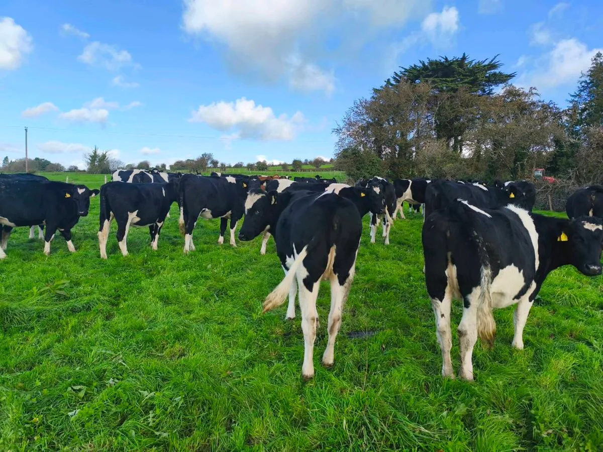 24 PED incalf Hefiers - Image 3