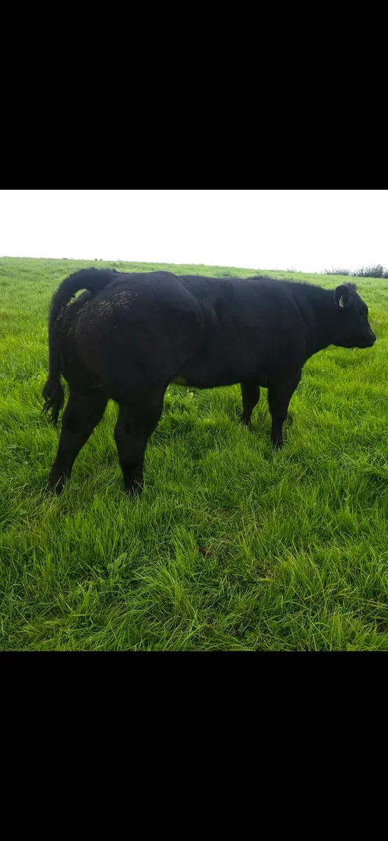 🔥Heifer for elite sale ballina 09/10/26🔥 - Image 3