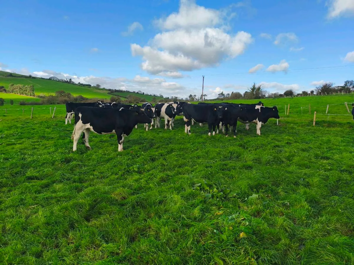 24 PED incalf Hefiers - Image 1