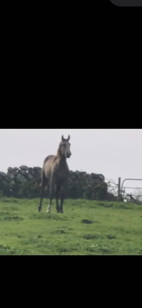 2 yr old Gelding - Image 1