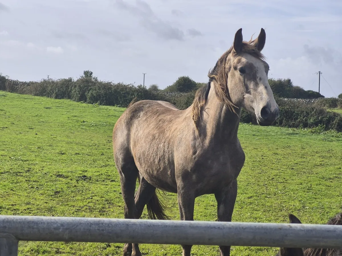 2 yr old Gelding - Image 2