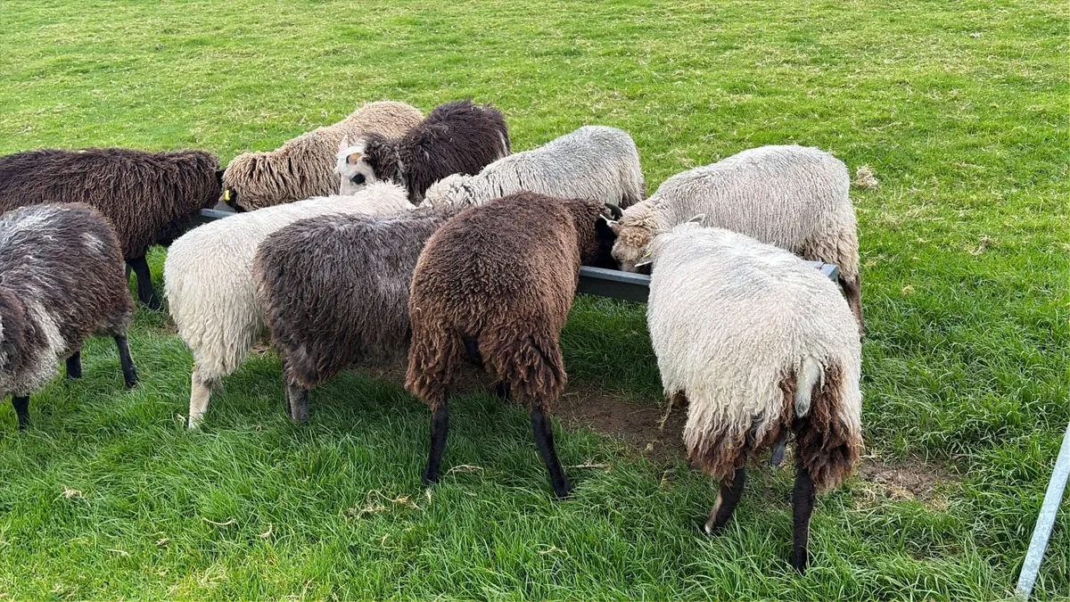 Shetland Sheep