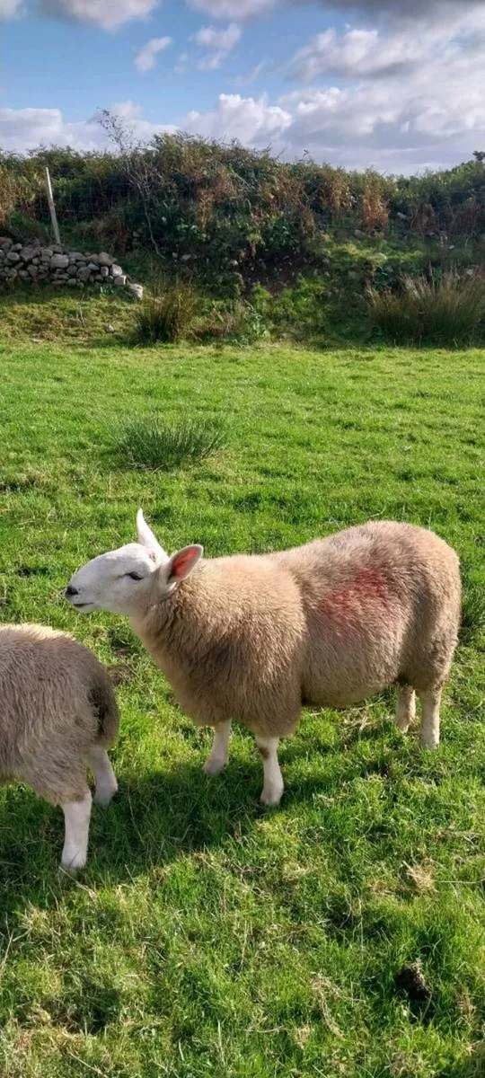 North Country Cheviot Ram Lambs sis eligible - Image 3