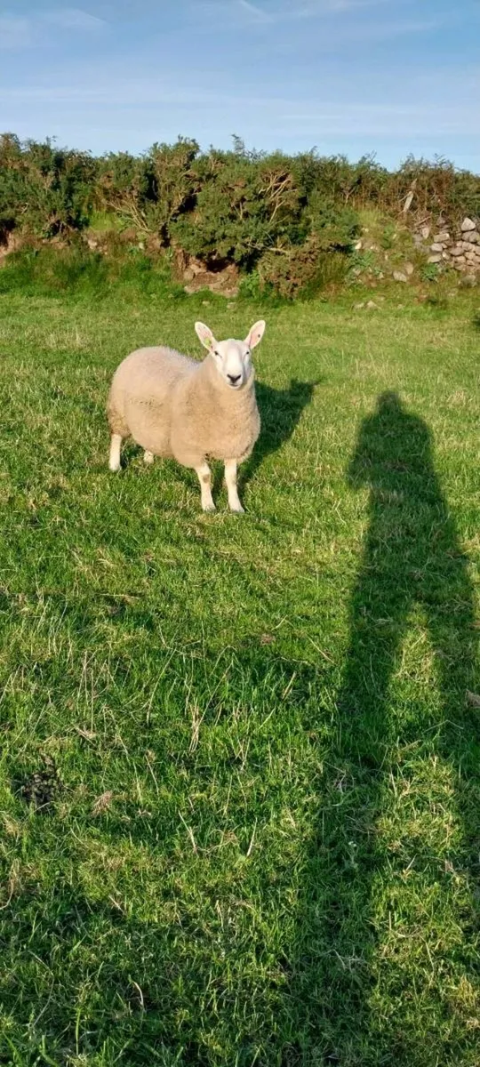 North Country Cheviot Ram Lambs sis eligible - Image 1