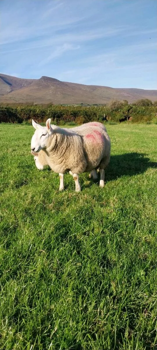 North Country Cheviot Ram Lambs sis eligible - Image 2