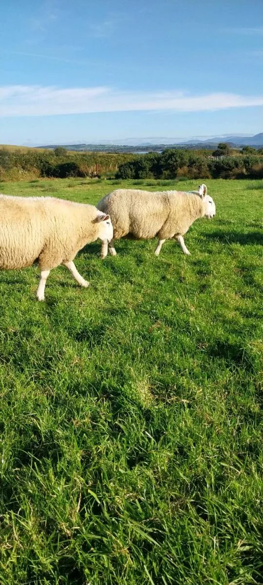 North Country Cheviot Ram Lambs sis eligible - Image 4