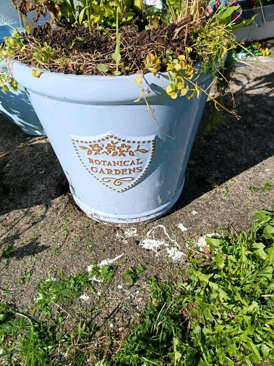 Plant pot - Image 1