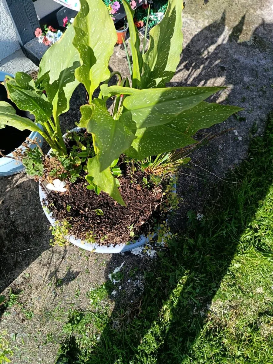 Plant pot - Image 3