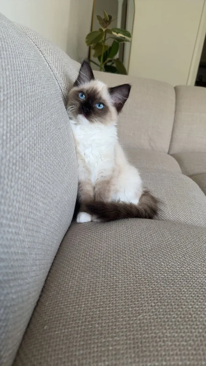 Ragudo Cat with blue cat - Image 1