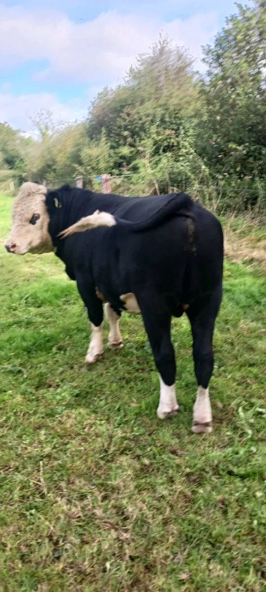 Store cattle - Image 1