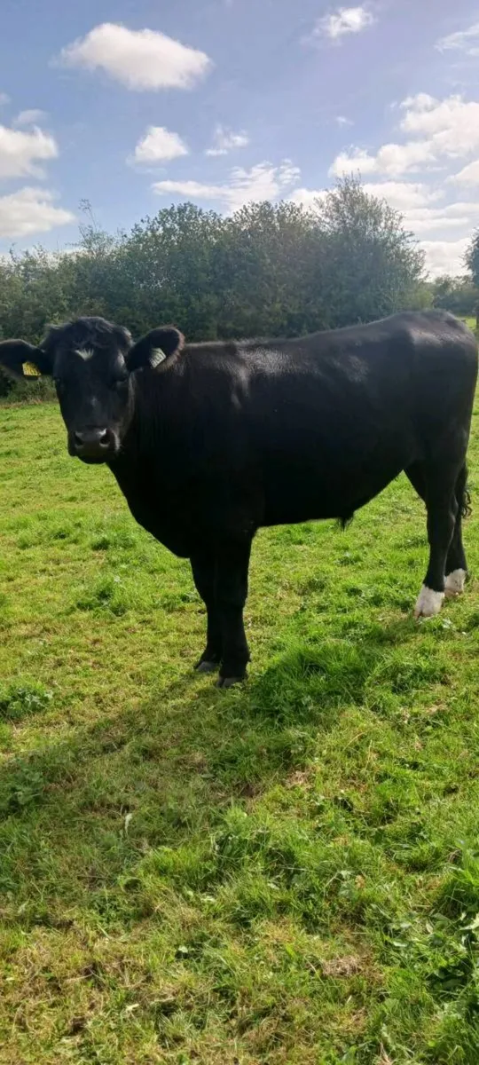 Store cattle - Image 2