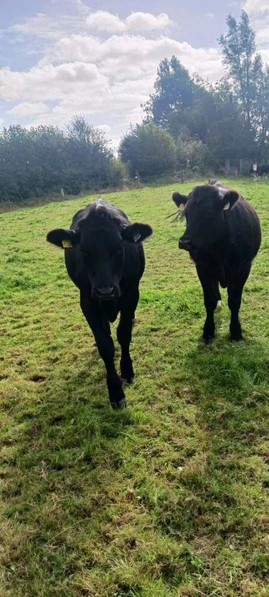 Store cattle - Image 3