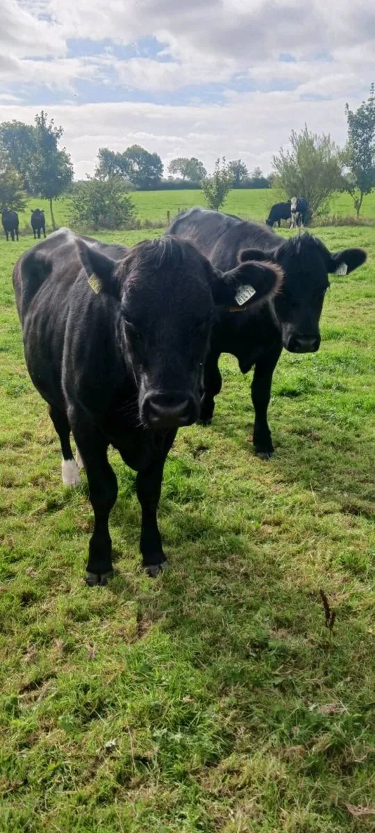Store cattle - Image 4