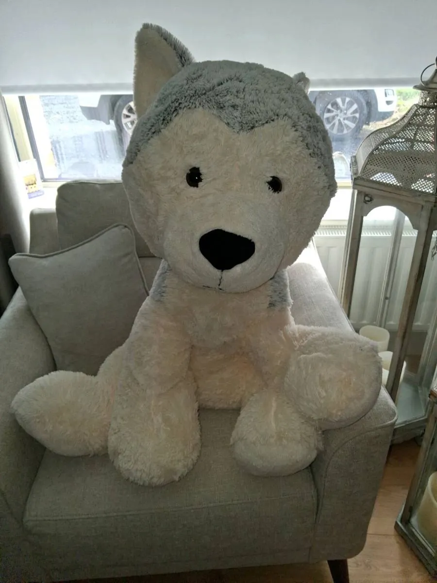 Large dog teddy