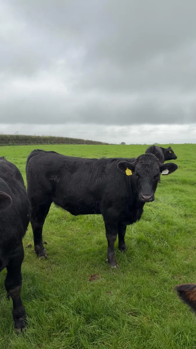 50 Weanlings for sale - Image 2