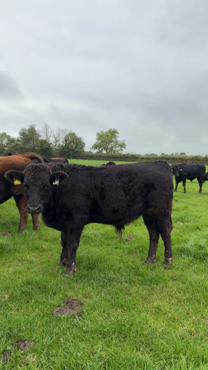 50 Weanlings for sale - Image 3