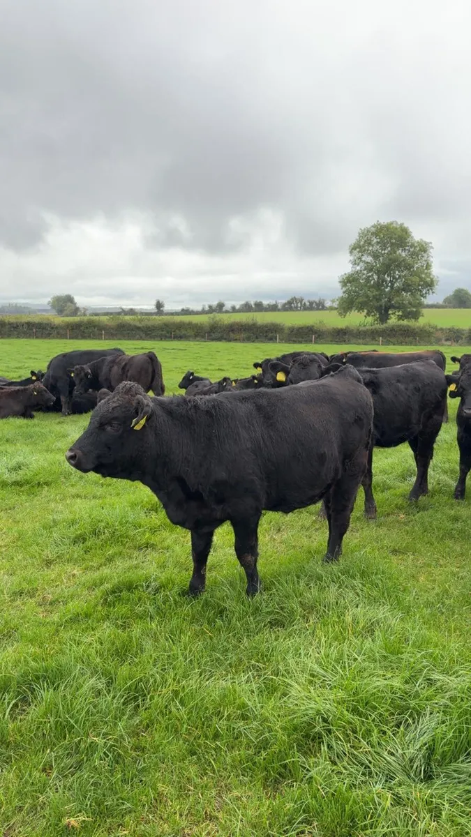 50 Weanlings for sale - Image 1