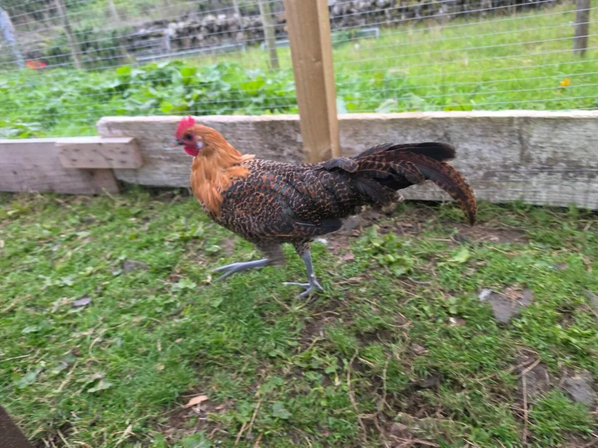 Golden Campine Rooster 🐓 - Image 4
