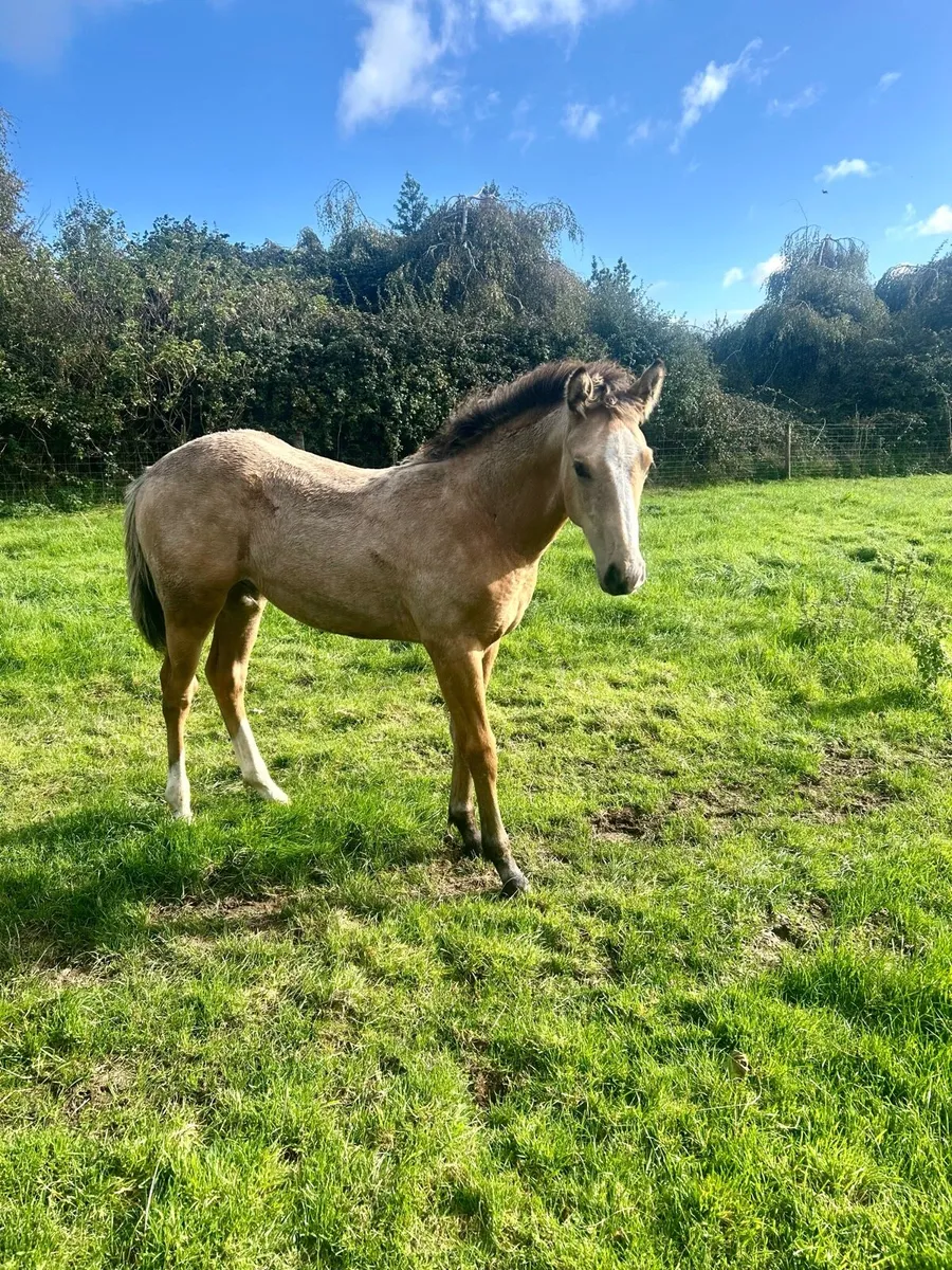 TULLABEG FUSION COLT FOAL - Image 2