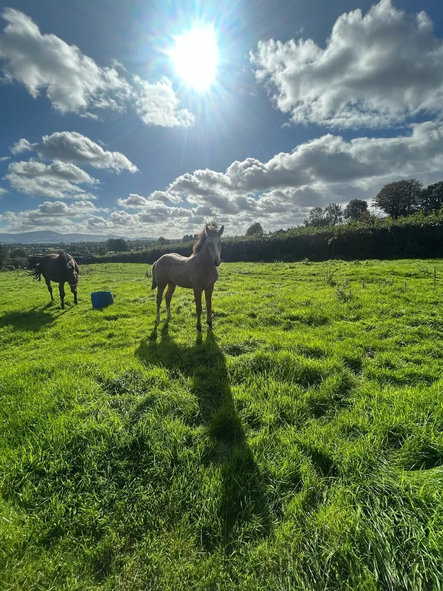 TULLABEG FUSION COLT FOAL - Image 1