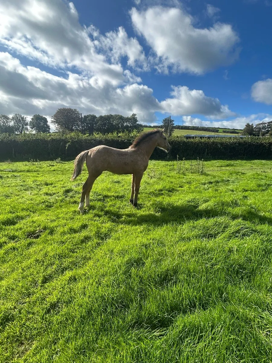 TULLABEG FUSION COLT FOAL - Image 3