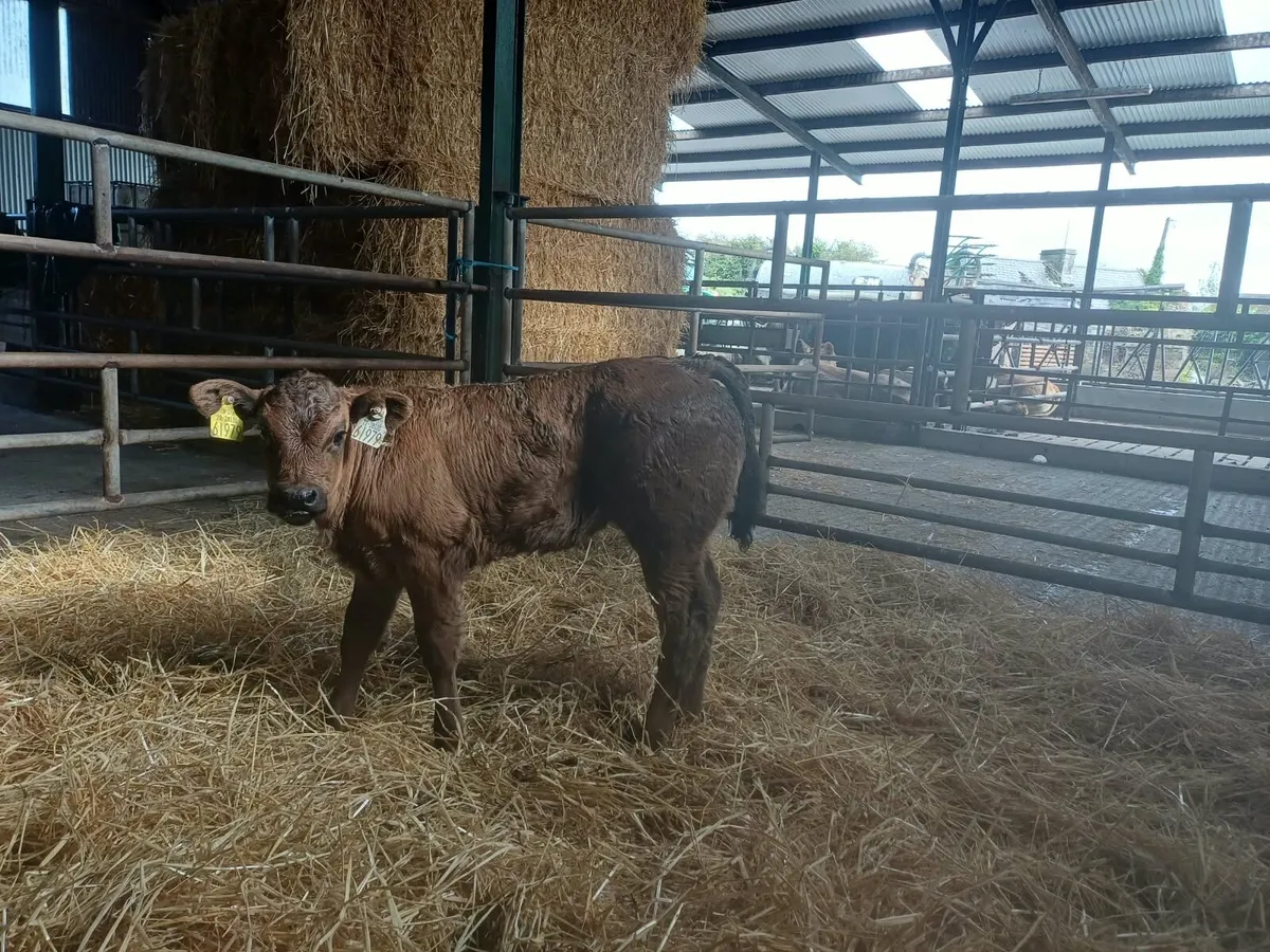 Limousine heifer Calf - Image 1