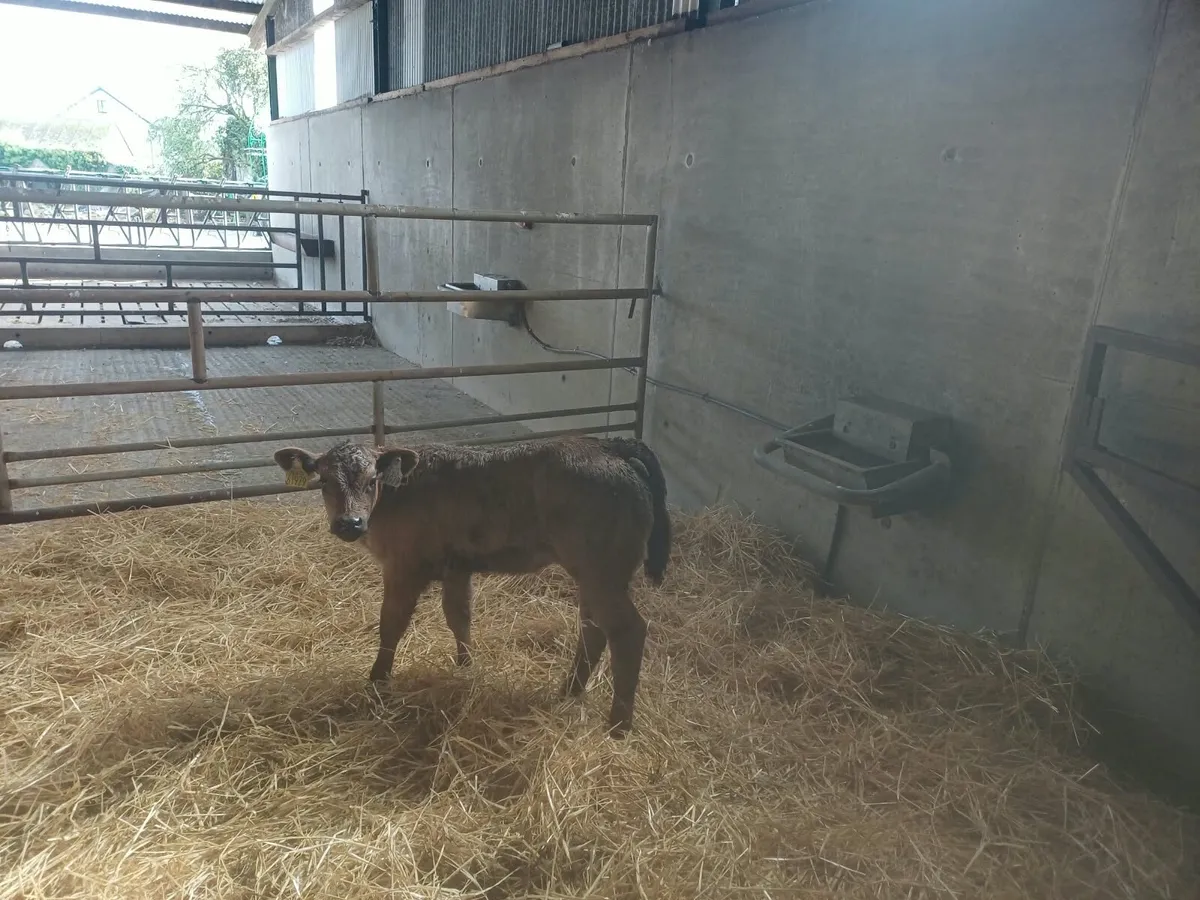 Limousine heifer Calf - Image 2