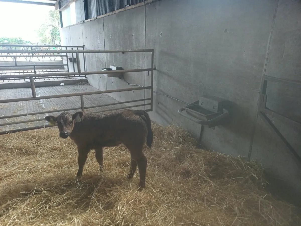 Limousine heifer Calf - Image 3