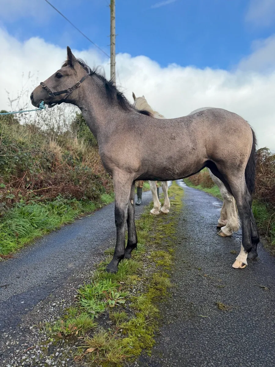 Irish Draught Filly Foal - Image 2